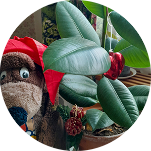 Alfredin jouluvinkit